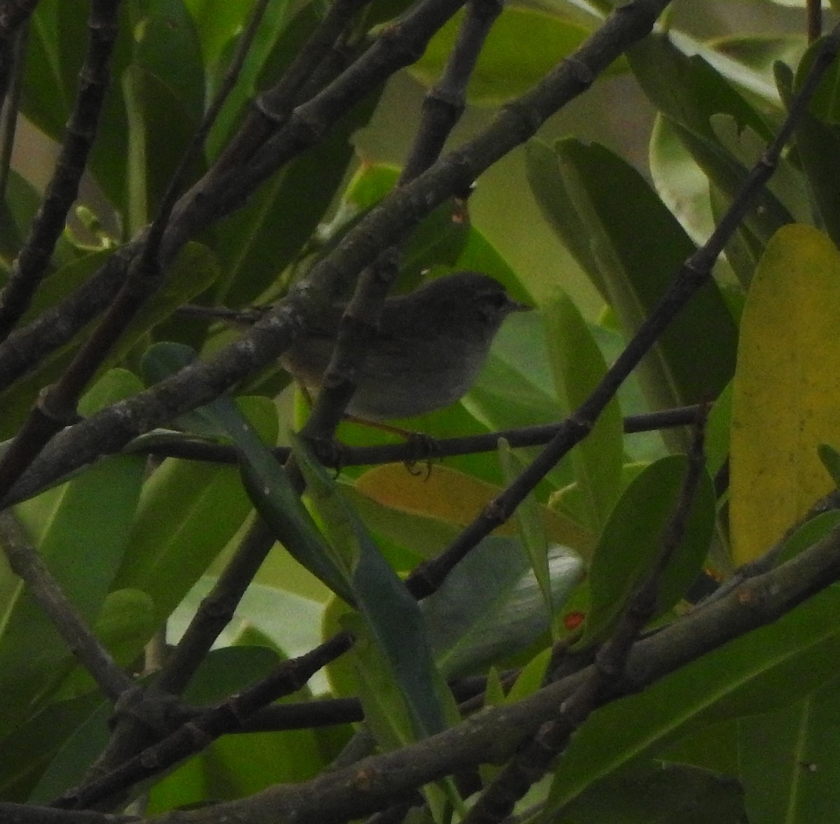 Passeriformes sp. (Old World warbler sp.) - ML650820566
