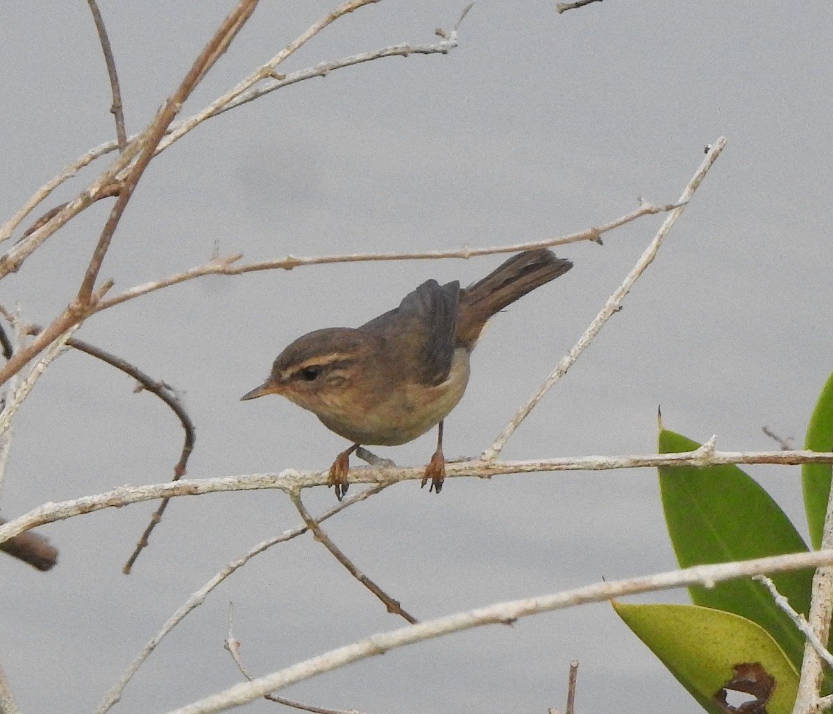 Passeriformes sp. (Old World warbler sp.) - ML650820567