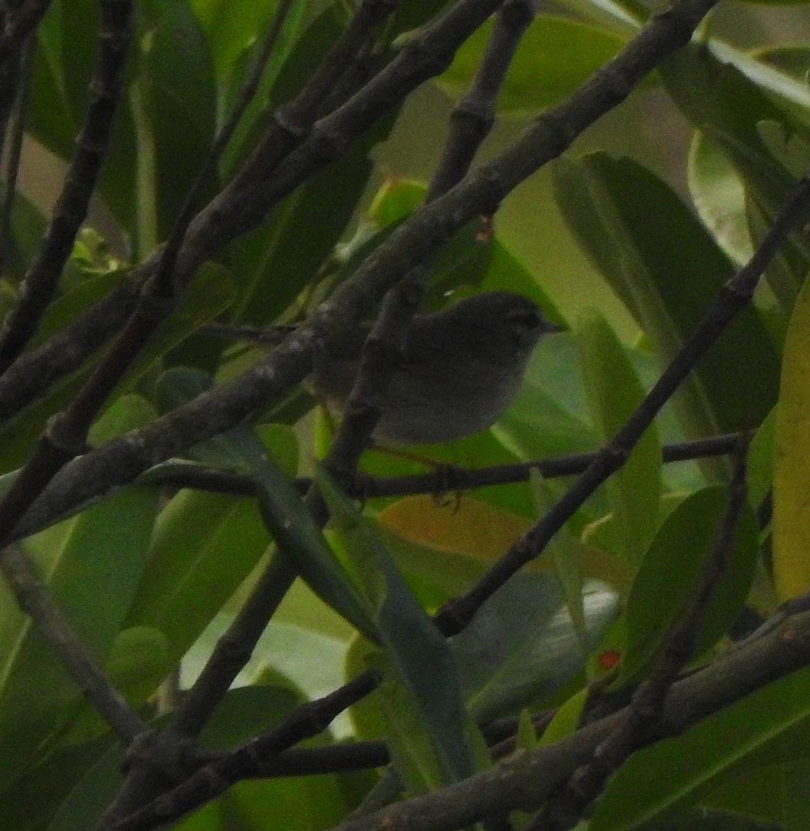 Passeriformes sp. (Old World warbler sp.) - ML650820568