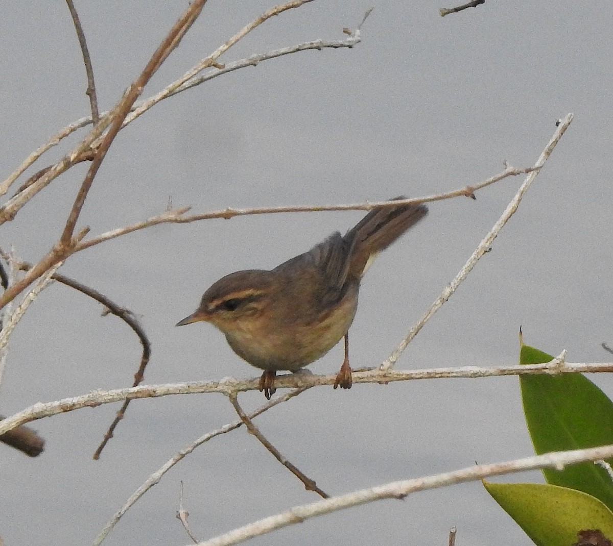 Passeriformes sp. (Old World warbler sp.) - ML650820569