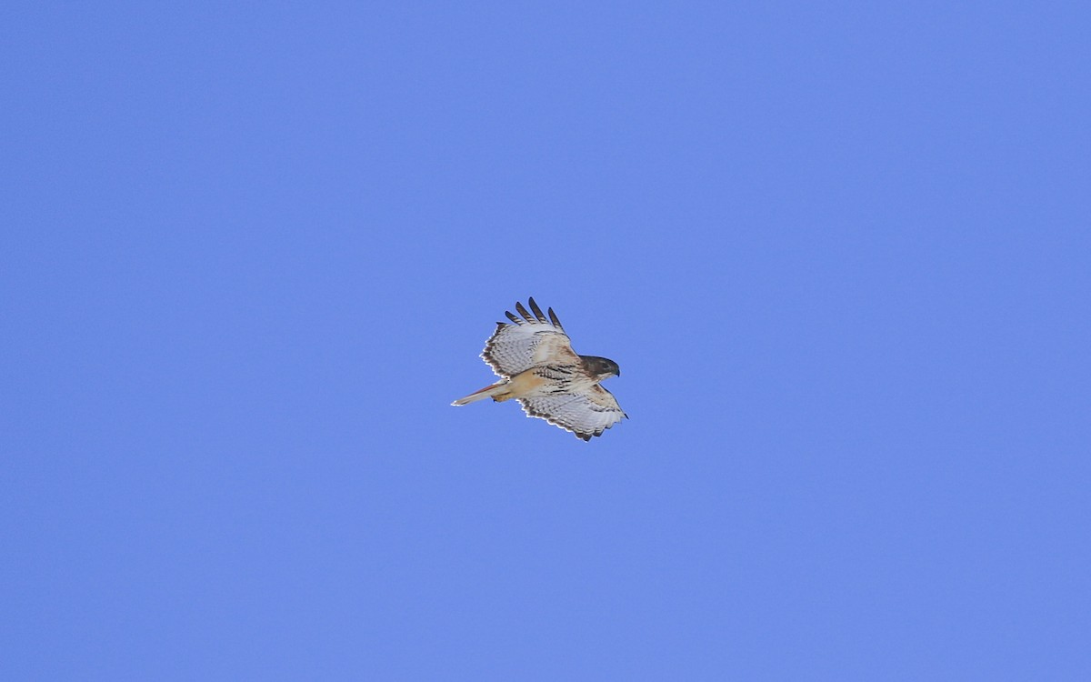 Zapelatz buztangorria - ML650820587