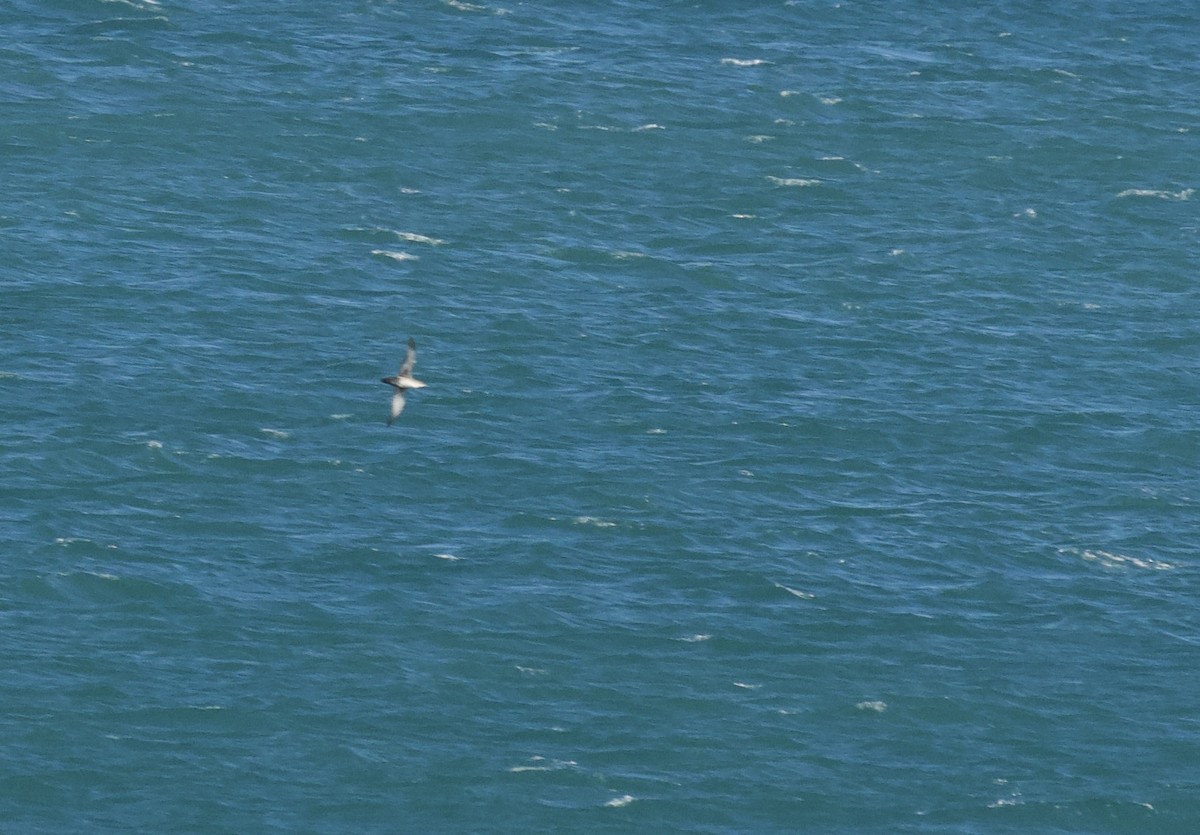 Berta balearica - ML650820771