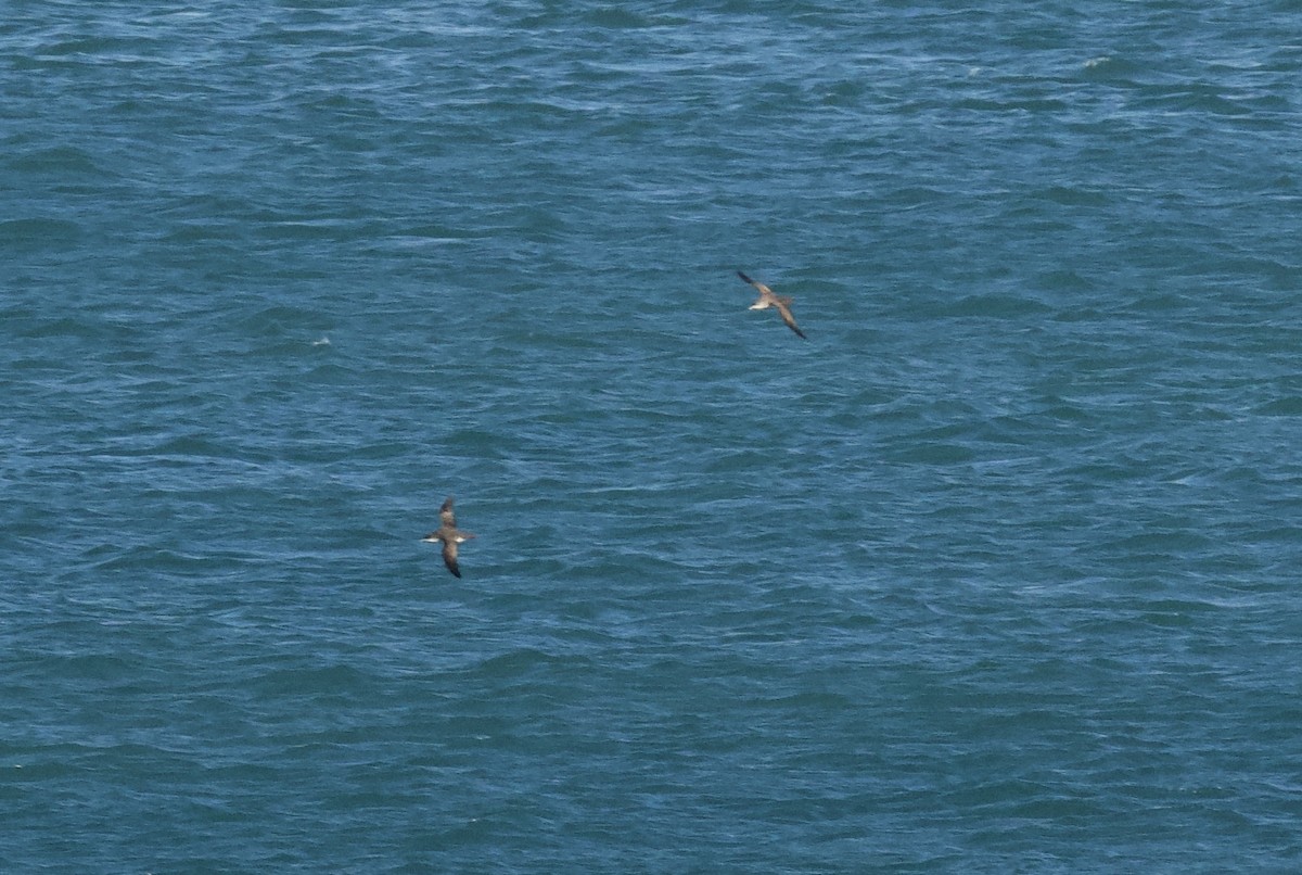 Berta balearica - ML650820780