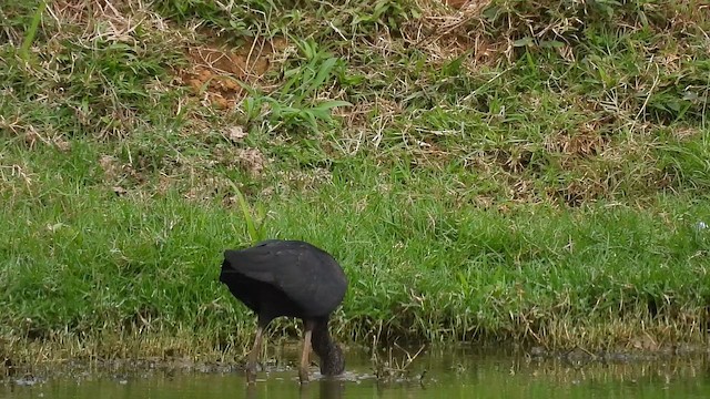 Çeltikçi - ML650820805