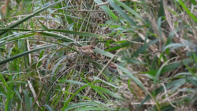 Pullu Munya - ML650820826