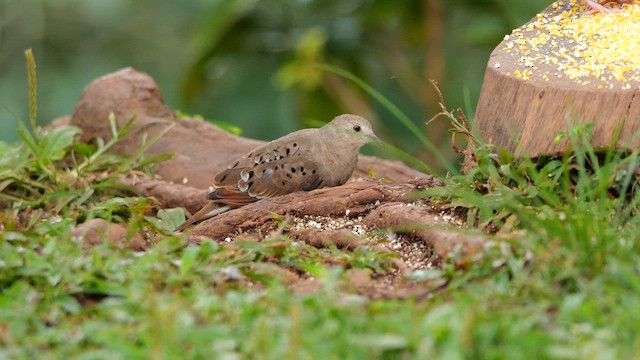 Kızıl Serçe Kumrusu - ML650820922