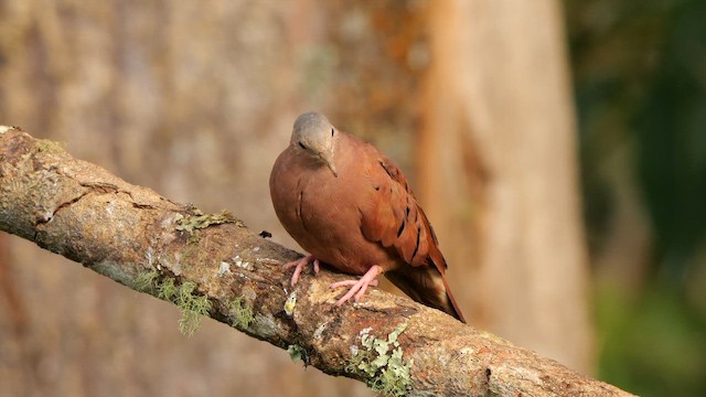 Kızıl Serçe Kumrusu - ML650820923