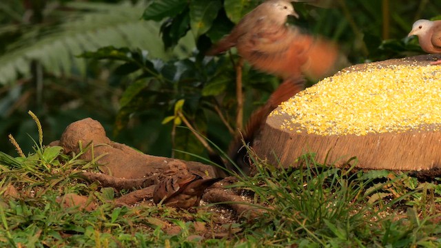 Kızıl Serçe Kumrusu - ML650820924