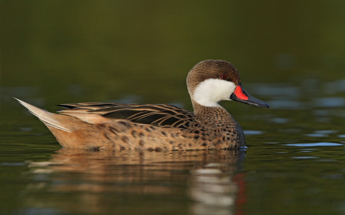 White-cheeked Pintail - ML65082101