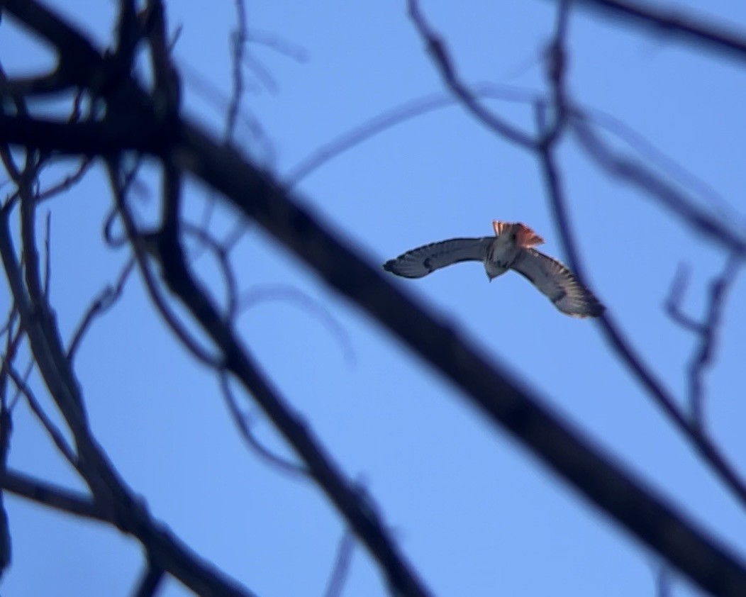 Zapelatz buztangorria - ML650821011