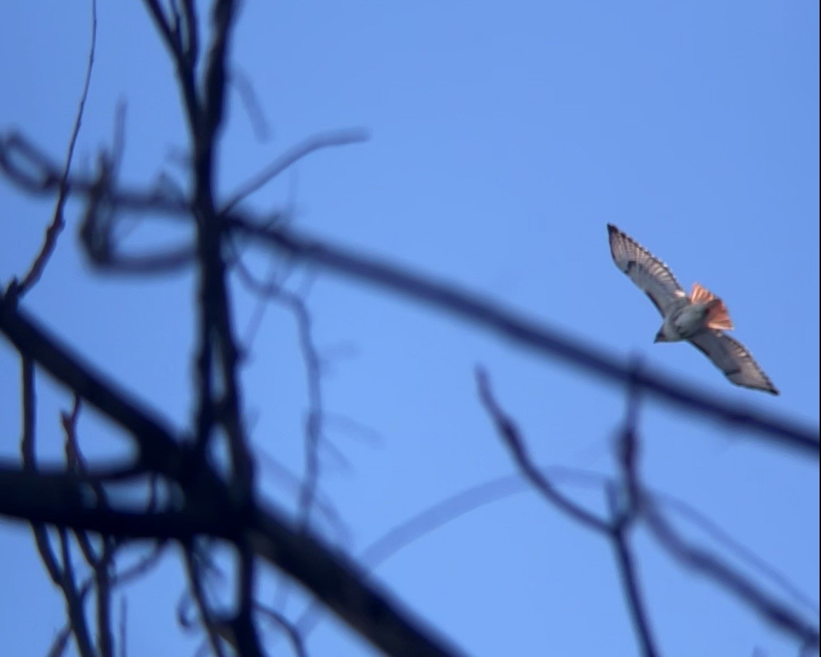 Zapelatz buztangorria - ML650821012