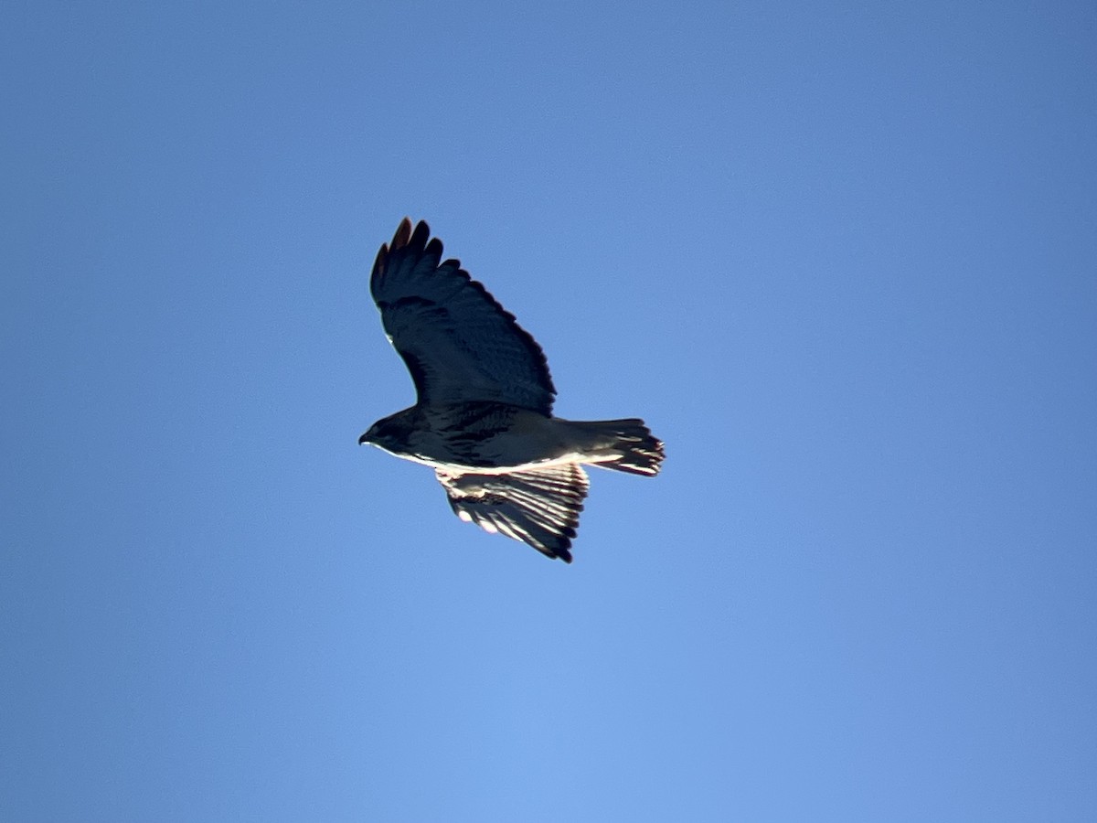 Zapelatz buztangorria - ML650821013