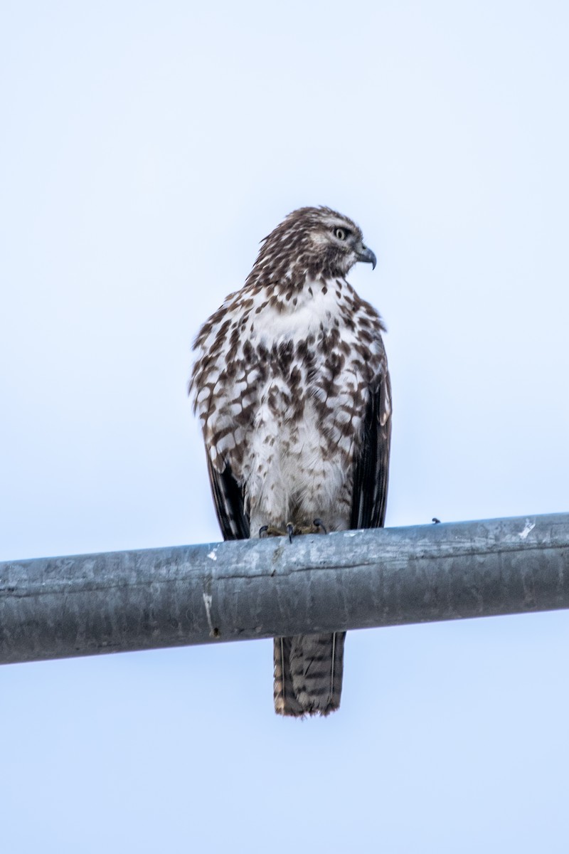 Zapelatz buztangorria - ML650821090