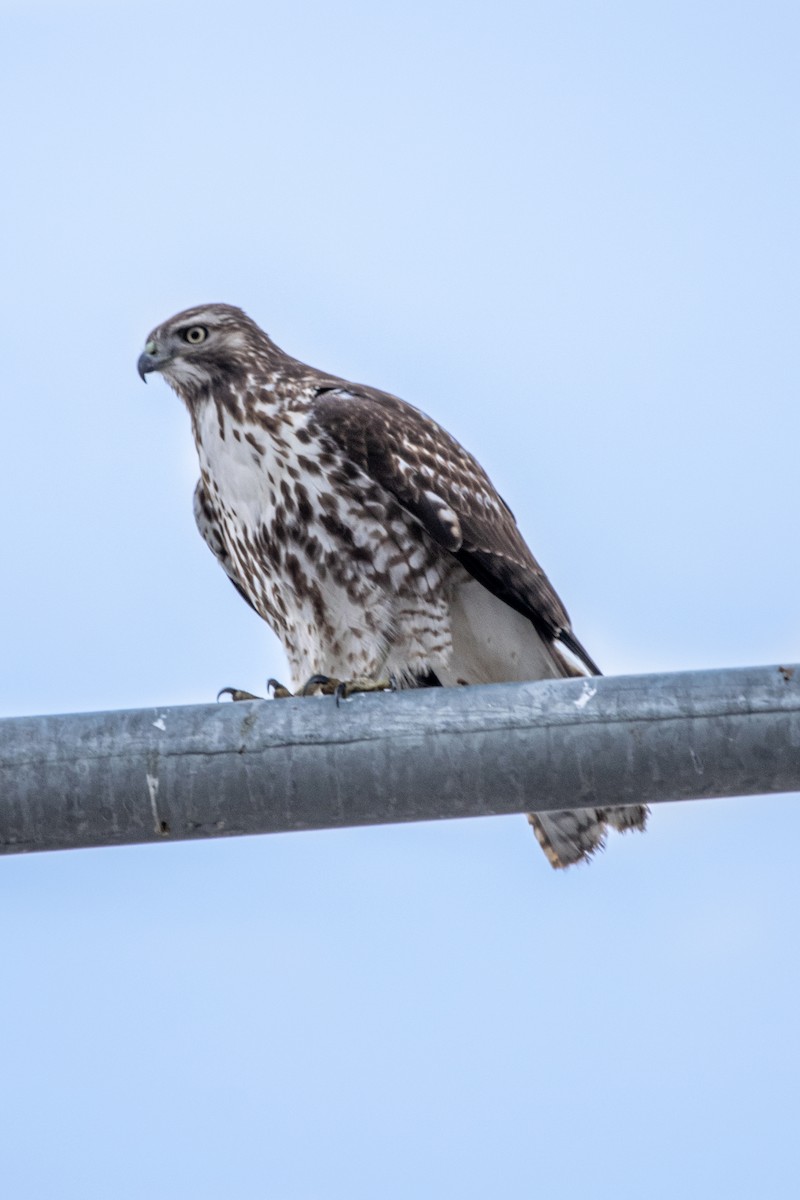 Zapelatz buztangorria - ML650821091