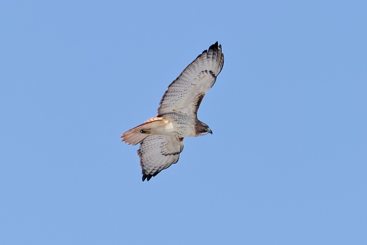 Zapelatz buztangorria - ML650821102