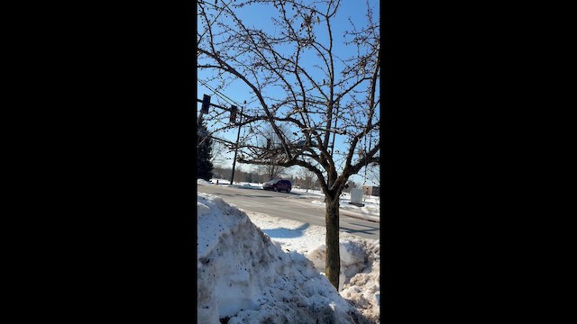 Sedir İpekkuyruğu - ML650821123