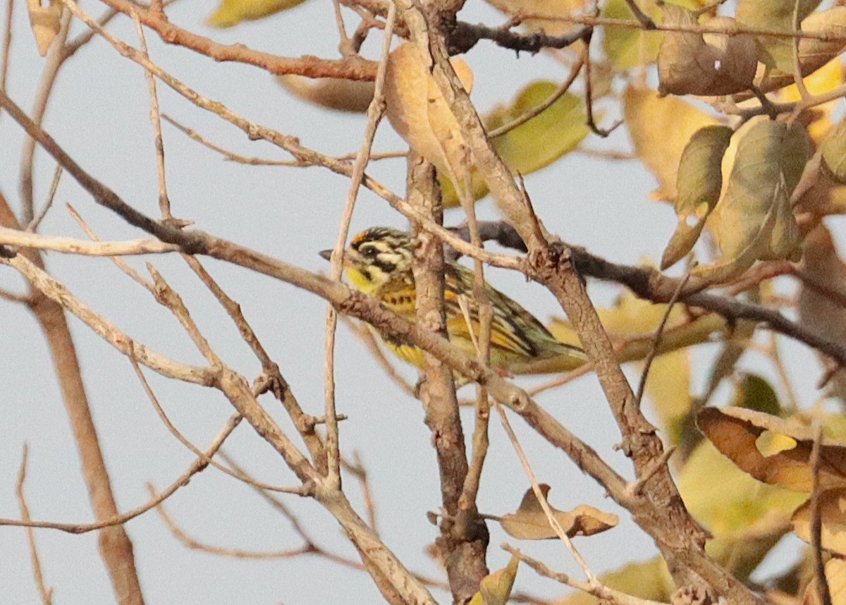 Yellow-fronted Tinkerbird - ML650821154