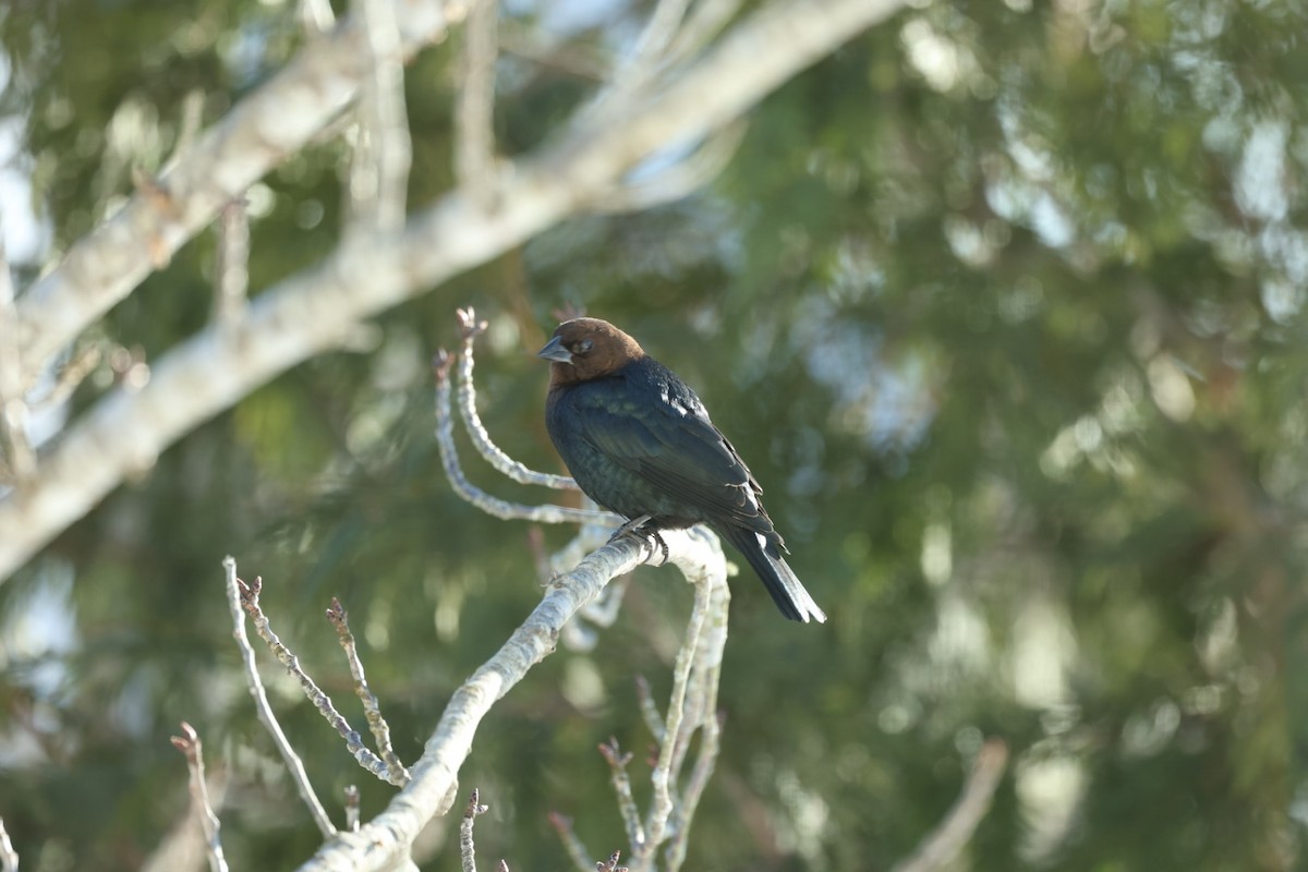 Brown-headed Cowbird - ML650821155