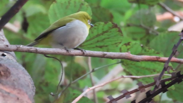 Bengal Gözlükçüsü - ML650821248