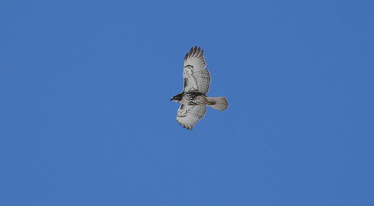 Red-tailed Hawk (borealis) - ML650821262
