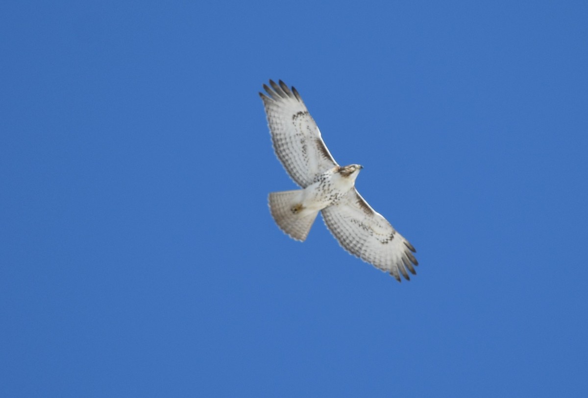 Red-tailed Hawk (borealis) - ML650821268
