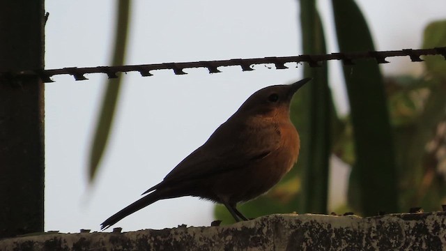 Esmer Kuyrukkakan - ML650821270