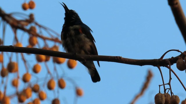 Mor Nektarkuşu - ML650821299