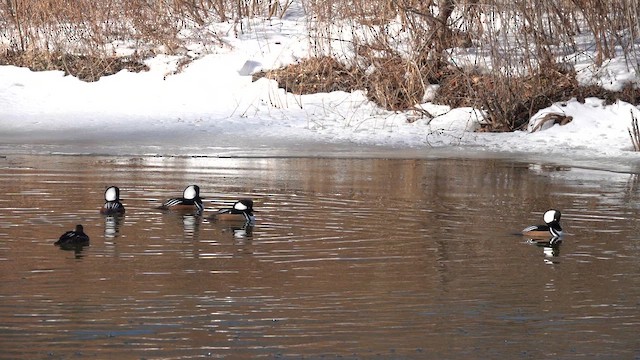 Başlıklı Tarakdiş - ML650821439