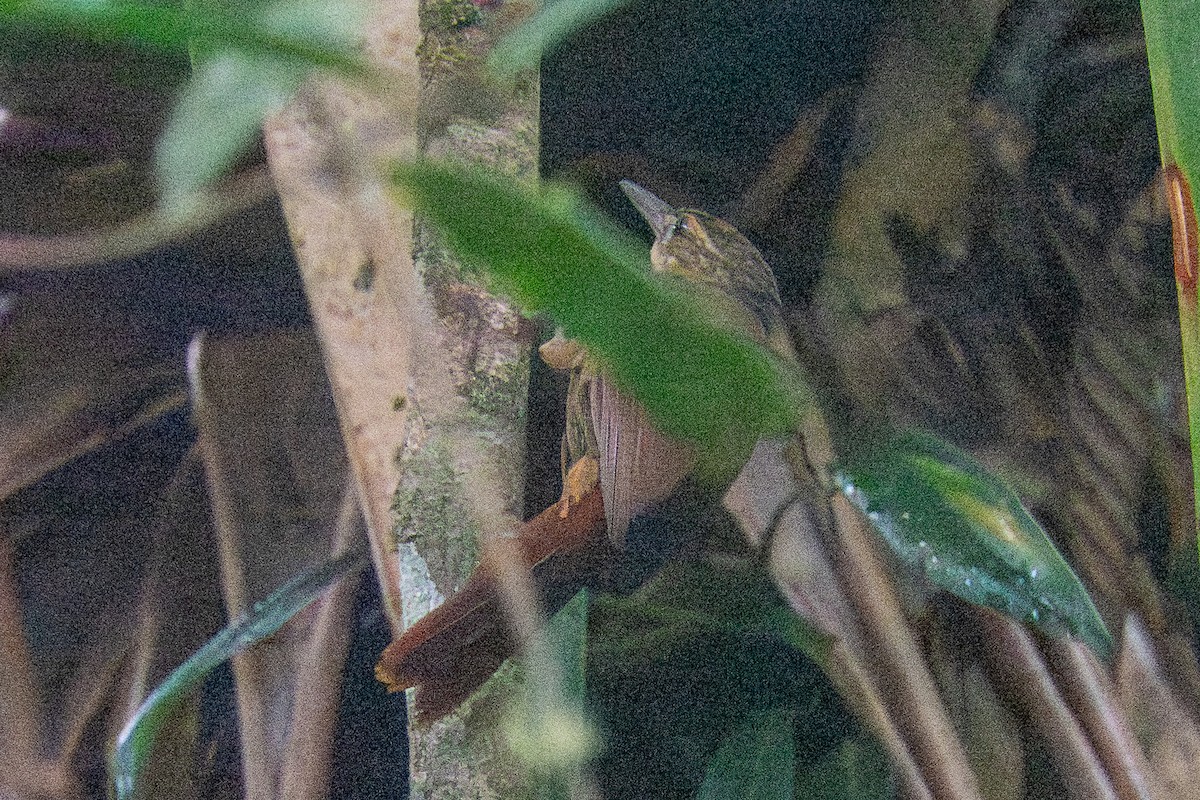 Western Woodhaunter - ML650821510