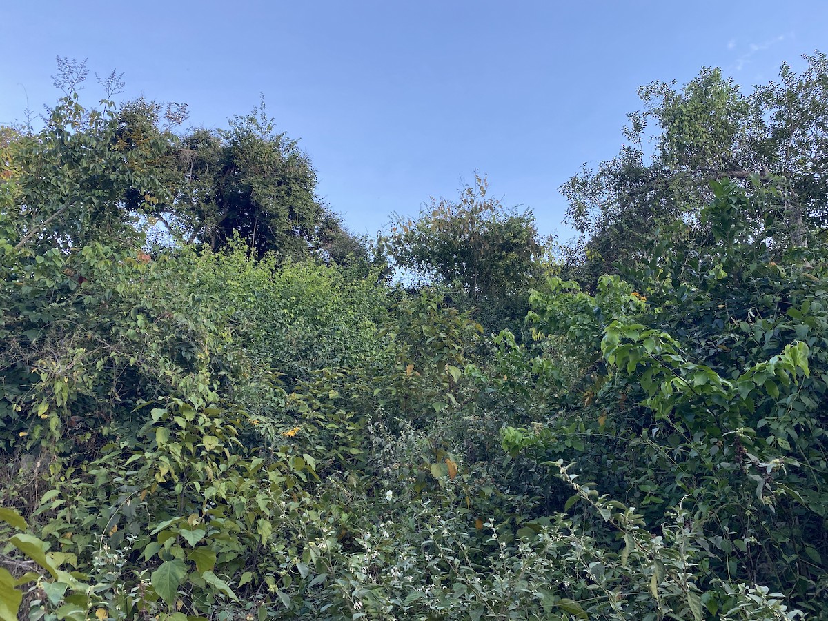 Угольная муравьянка - ML650821588