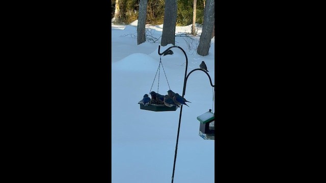 Doğulu Mavi Ardıç - ML650821662