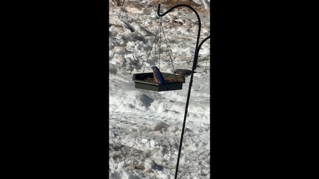 Doğulu Mavi Ardıç - ML650821663