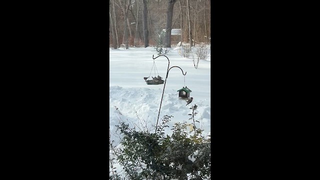 Doğulu Mavi Ardıç - ML650821666