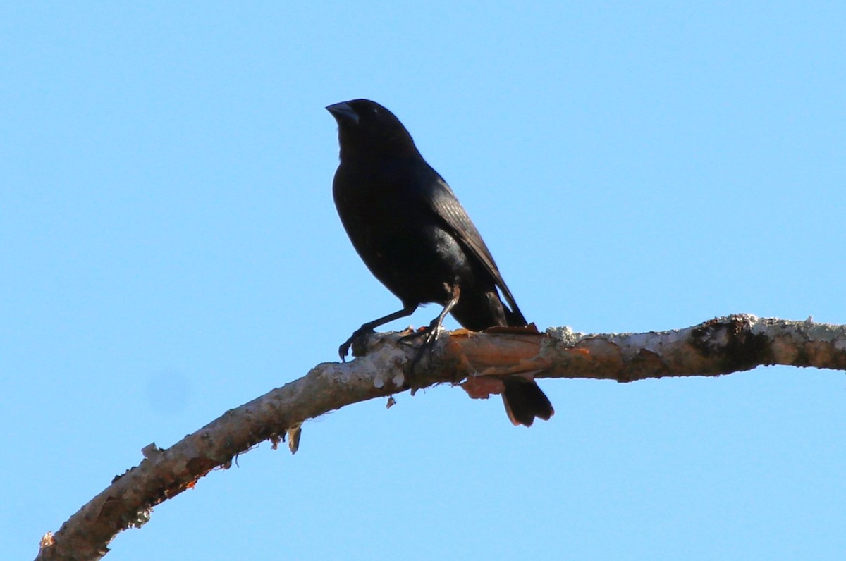 Brown-headed Cowbird - ML650821691
