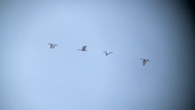 Kutsal Aynak - ML650821692