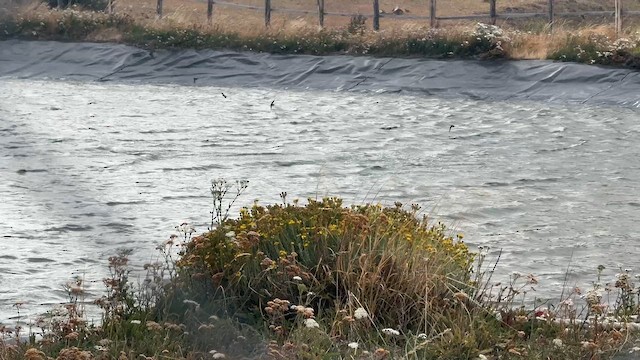 Mavi-Beyaz Kırlangıç - ML650821725