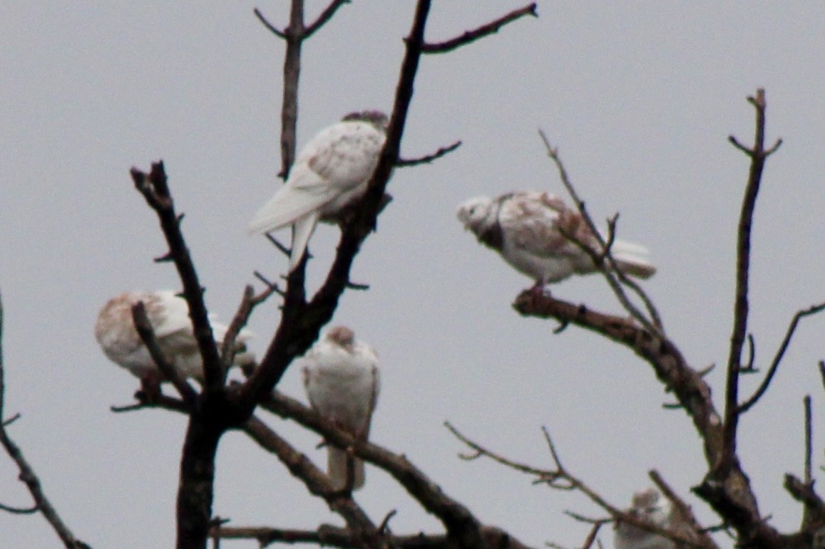 野鴿(野化) - ML650821773