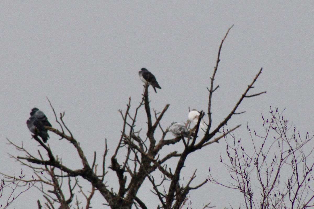 野鴿(野化) - ML650821774
