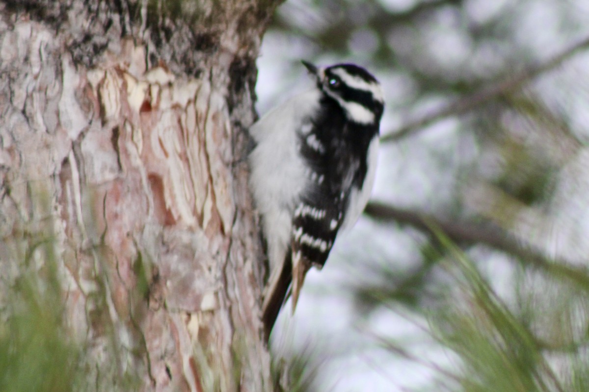 Downy Woodpecker - ML650821794