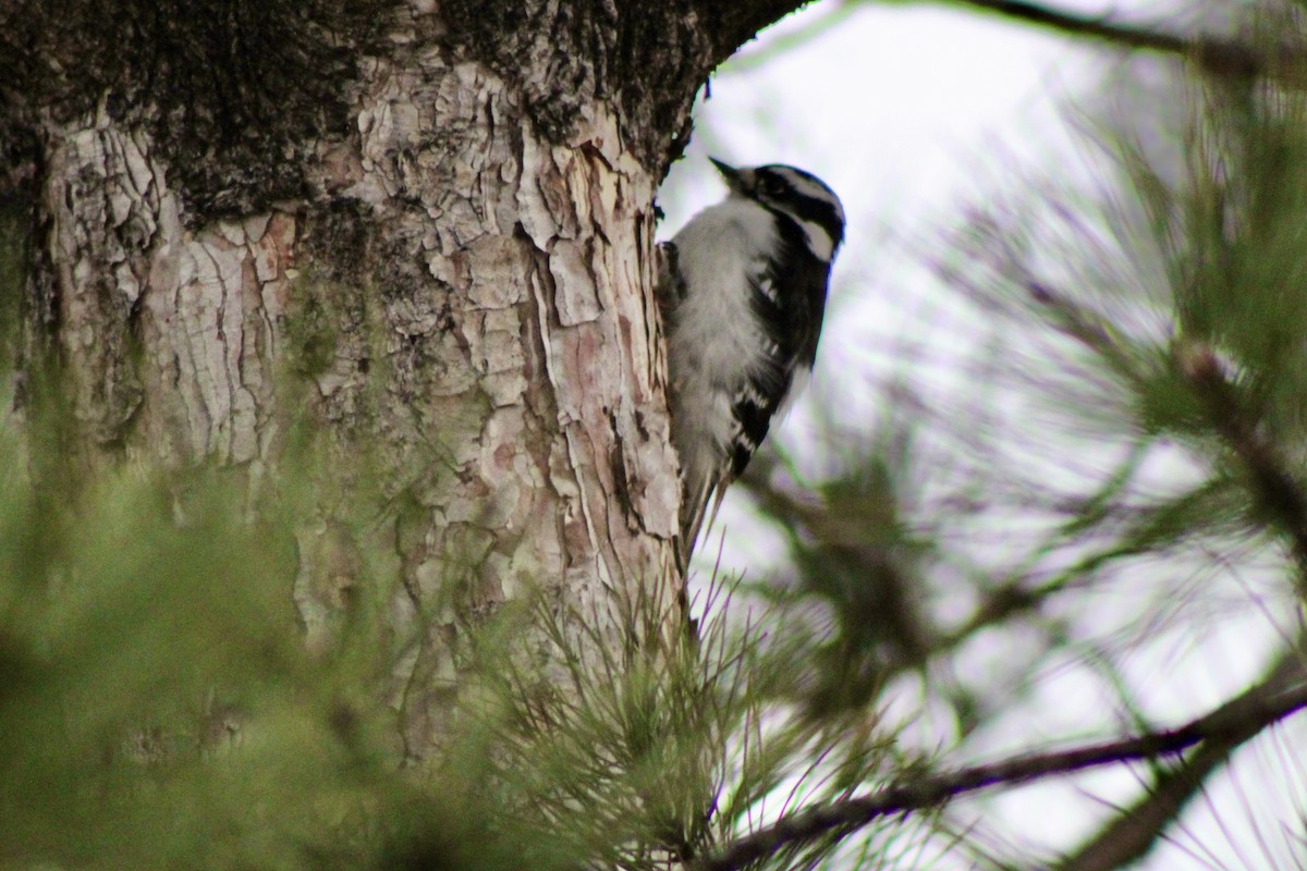 Downy Woodpecker - ML650821796