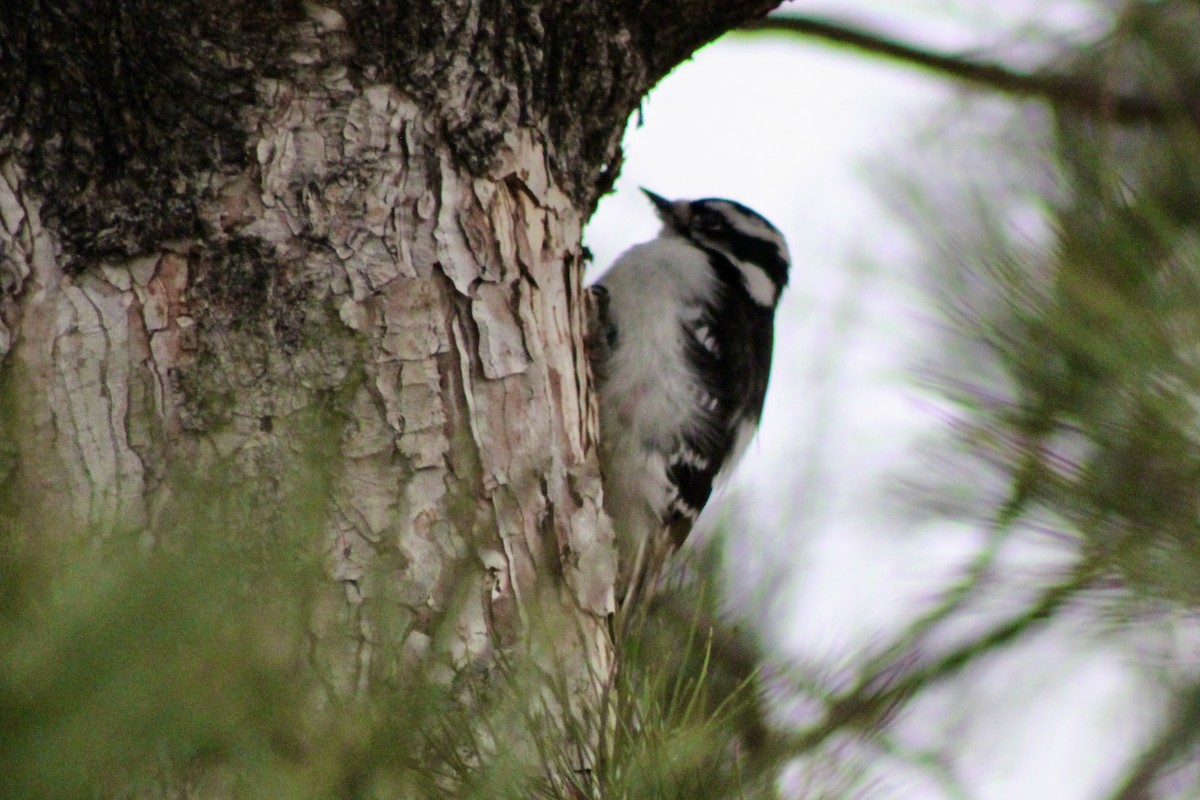 Downy Woodpecker - ML650821797