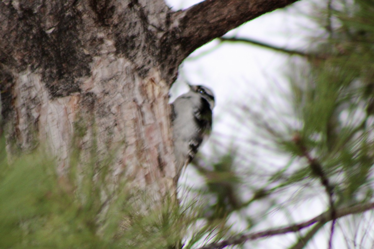 Downy Woodpecker - ML650821798