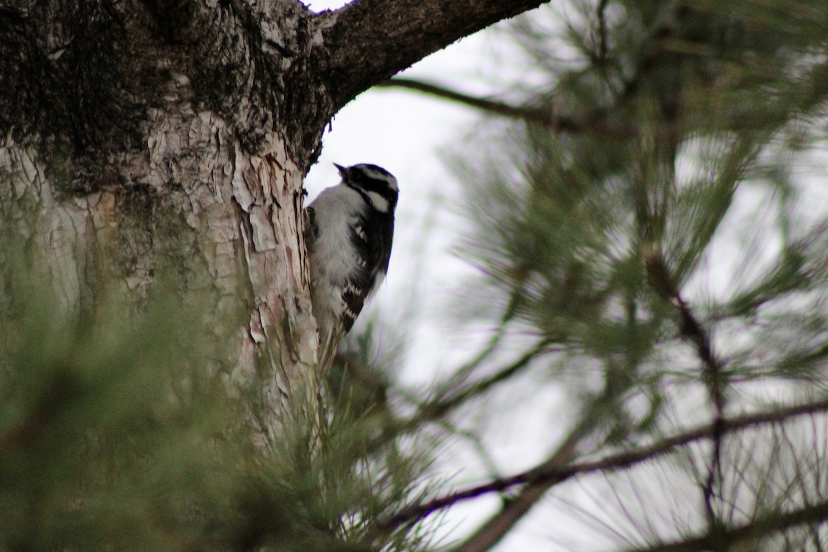 Downy Woodpecker - ML650821799
