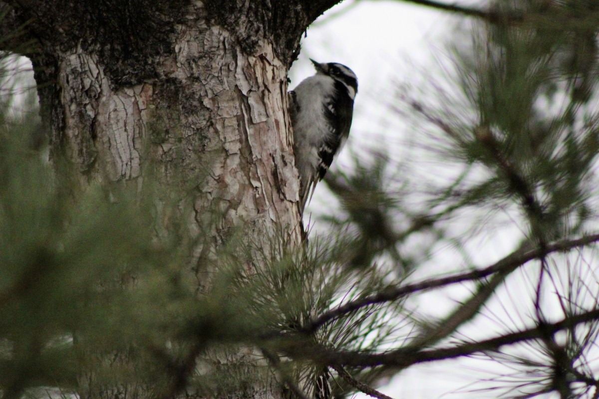 Downy Woodpecker - ML650821801