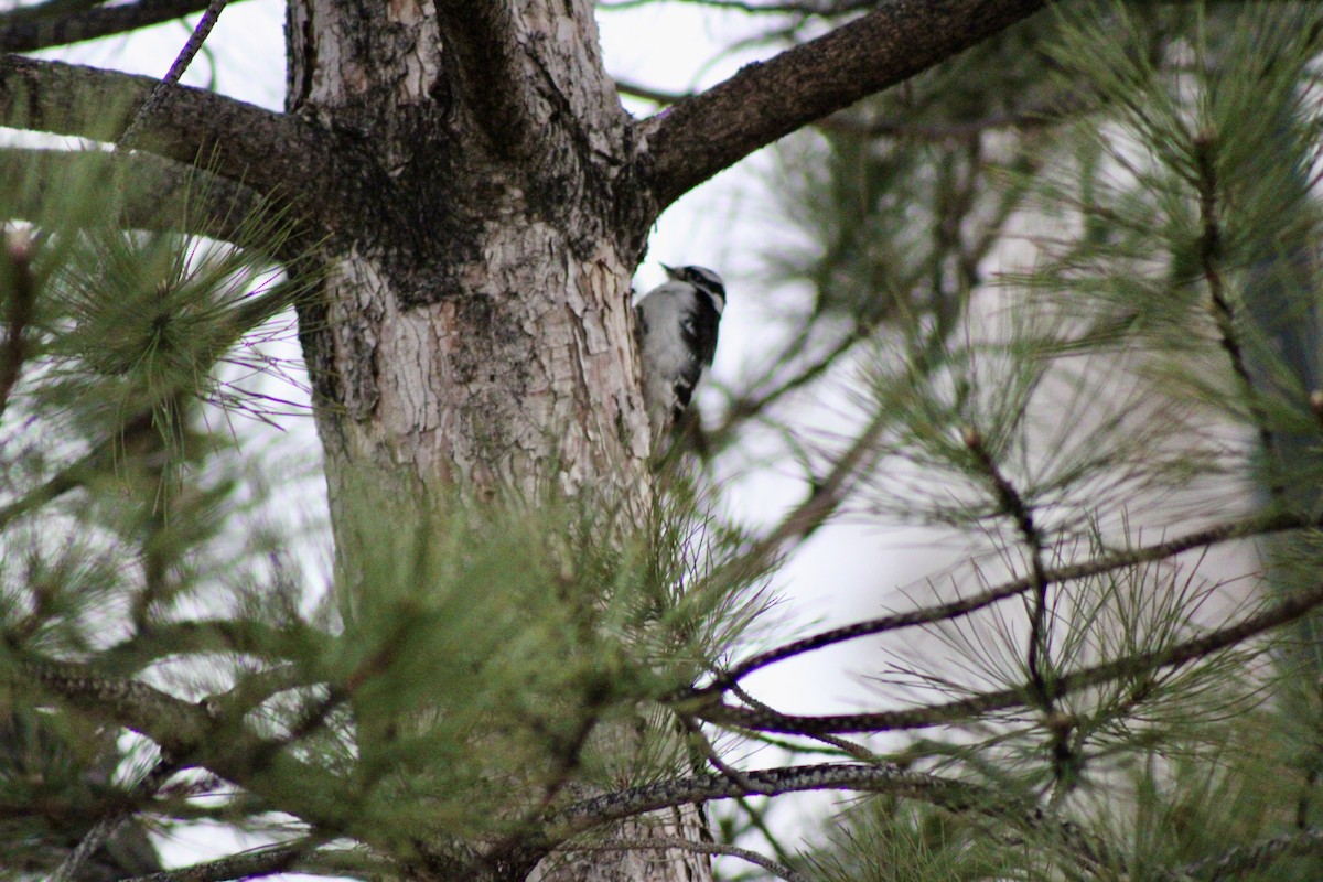 Downy Woodpecker - ML650821802