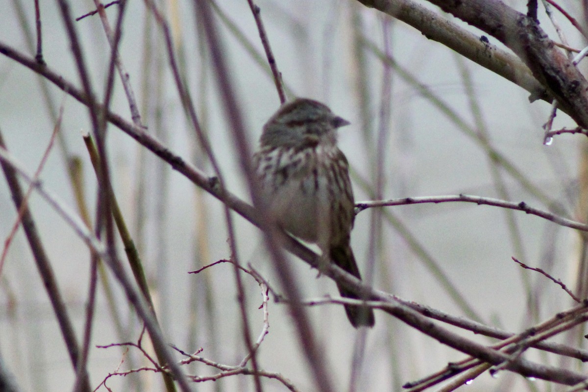 Song Sparrow - ML650821818