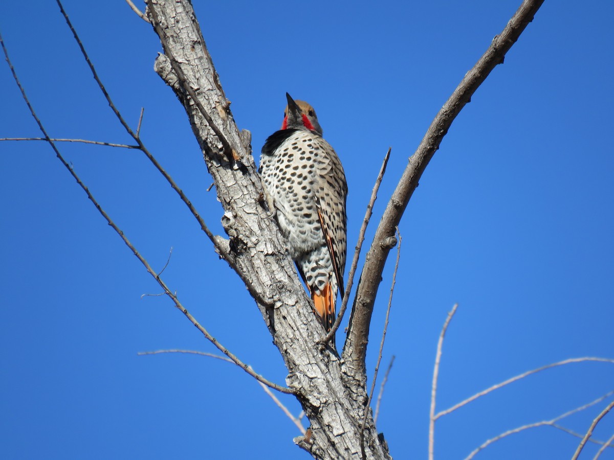 Northern Flicker (Red-shafted) - ML650821836