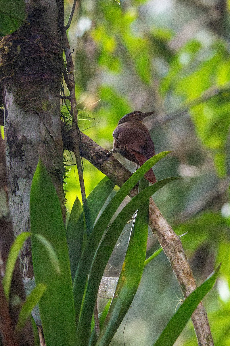 Western Woodhaunter - ML650821879