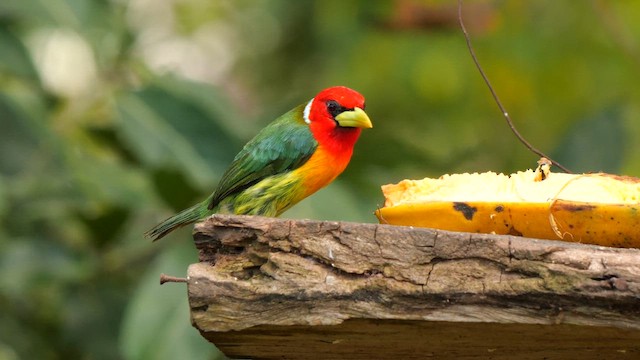 Kırmızı Başlı Barbet - ML650821965