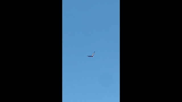 Ak Başlı Kartal - ML650822039